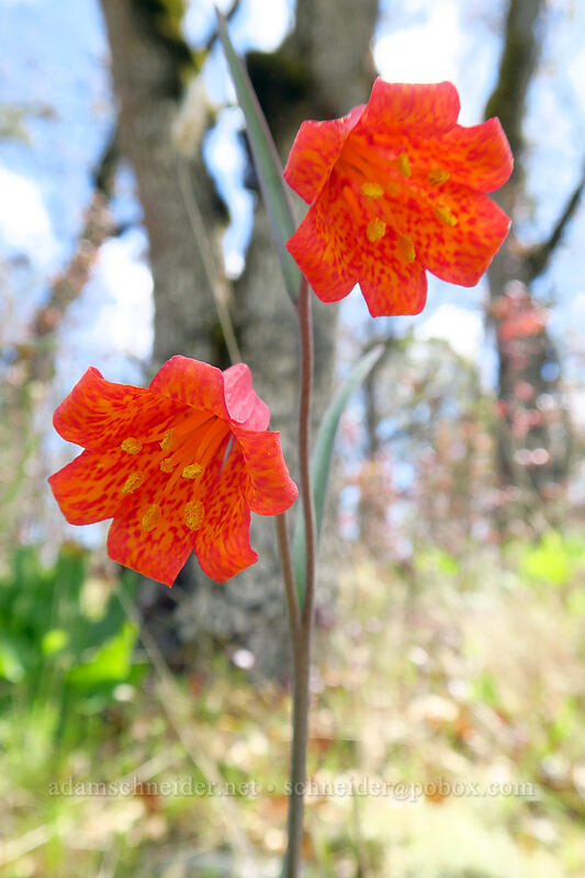 scarlet fritillary (red bells) (Fritillaria recurva) [Rich Gulch Trail, Jacksonville Woodlands, Jackson County, Oregon]