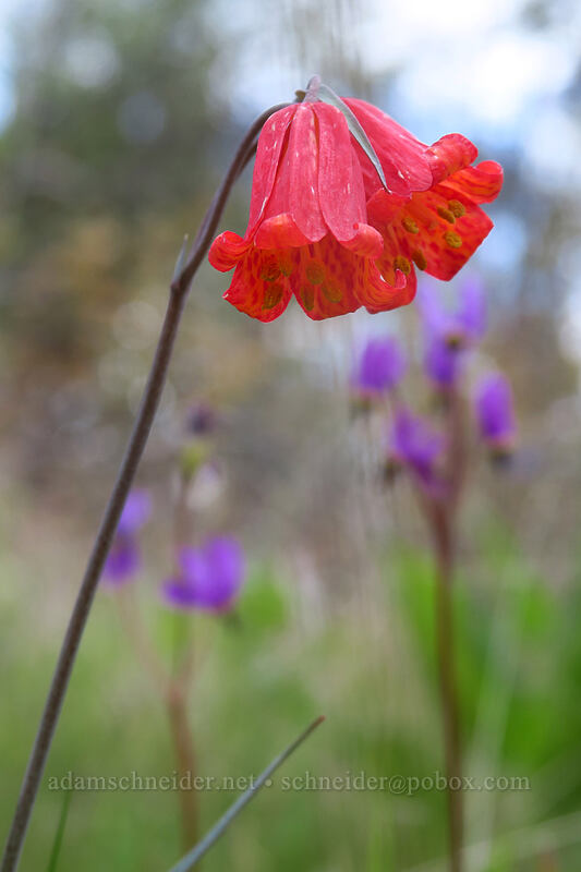 scarlet fritillary (red bells) (Fritillaria recurva) [Panorama Point Trail, Jacksonville Woodlands, Jackson County, Oregon]