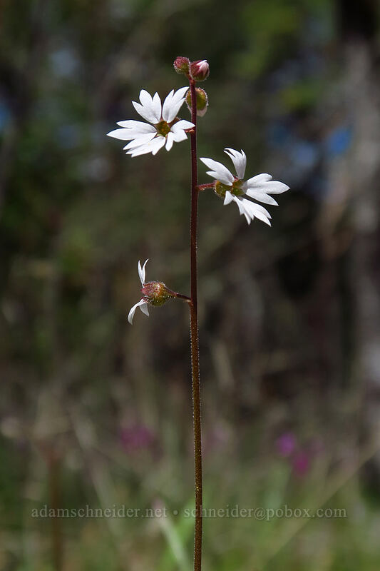 prairie star (Lithophragma sp.) [Jackson Forks Trail, Jacksonville Woodlands, Jackson County, Oregon]