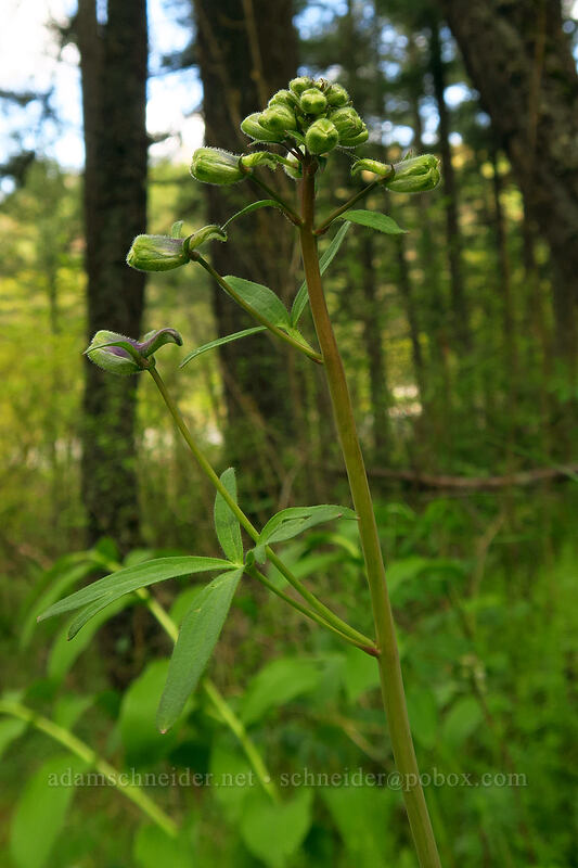 larkspur, budding (Delphinium nuttallianum) [Jackson Creek Trail, Jacksonville Woodlands, Jackson County, Oregon]