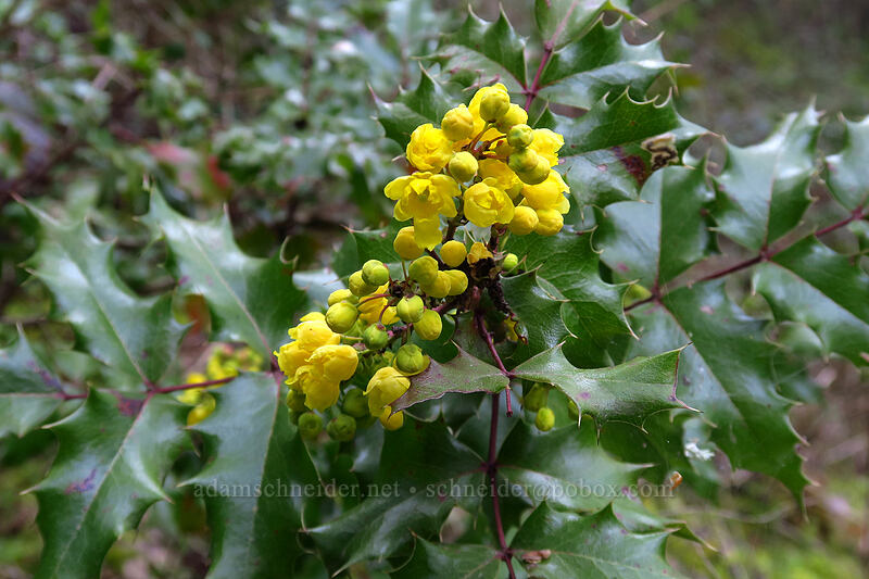 Oregon-grape (Mahonia aquifolium (Berberis aquifolium)) [Jackson Creek Trail, Jacksonville Woodlands, Jackson County, Oregon]