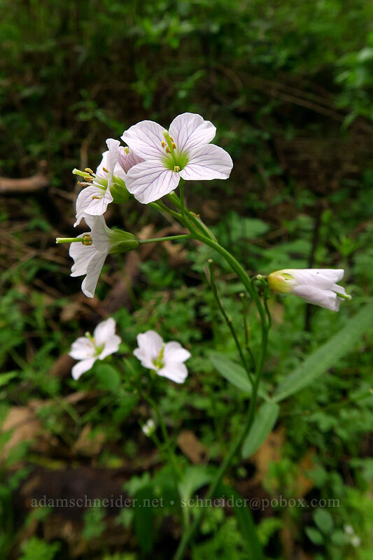 oaks toothwort (Cardamine nuttallii) [Sarah Zigler Trail, Jacksonville Woodlands, Jackson County, Oregon]