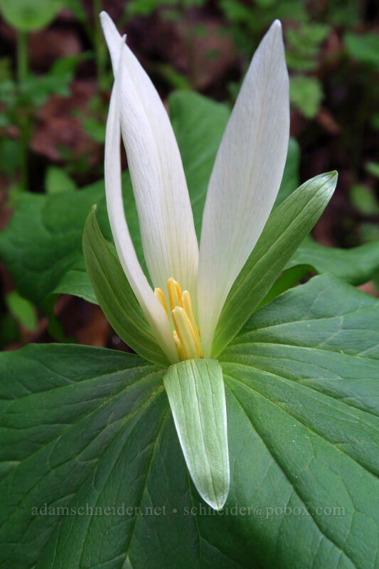 giant white trillium (Trillium albidum) [Sarah Zigler Trail, Jacksonville Woodlands, Jackson County, Oregon]