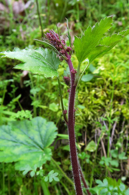 small-flowered alumroot, budding (Heuchera micrantha) [Sarah Zigler Trail, Jacksonville Woodlands, Jackson County, Oregon]
