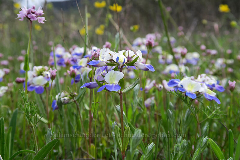 large-flowered blue-eyed-mary (Collinsia grandiflora) [Lower Table Rock Trail, Jackson County, Oregon]