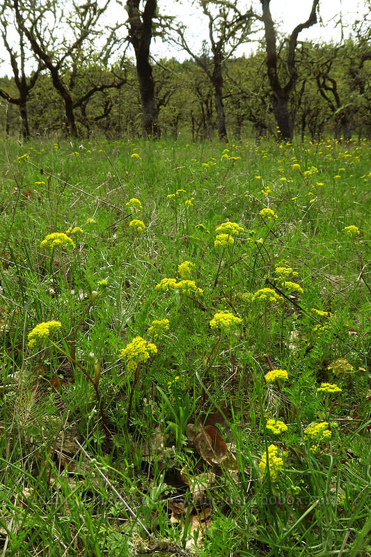 fine-leaved desert parsley (spring gold) (Lomatium utriculatum) [Lower Table Rock Trail, Jackson County, Oregon]