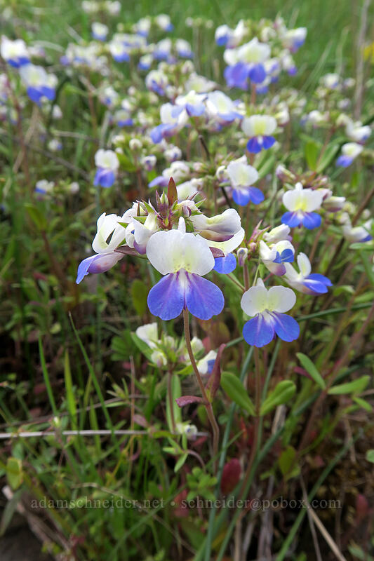 large-flowered blue-eyed-mary (Collinsia grandiflora) [Lower Table Rock Trail, Jackson County, Oregon]
