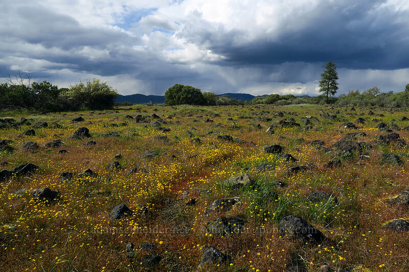goldfields, rain clouds, & basalt (Lasthenia californica) [Lower Table Rock, Jackson County, Oregon]