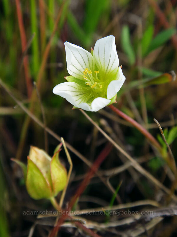 dwarf meadow-foam (Limnanthes floccosa ssp. pumila (Limnanthes pumila)) [Lower Table Rock, Jackson County, Oregon]