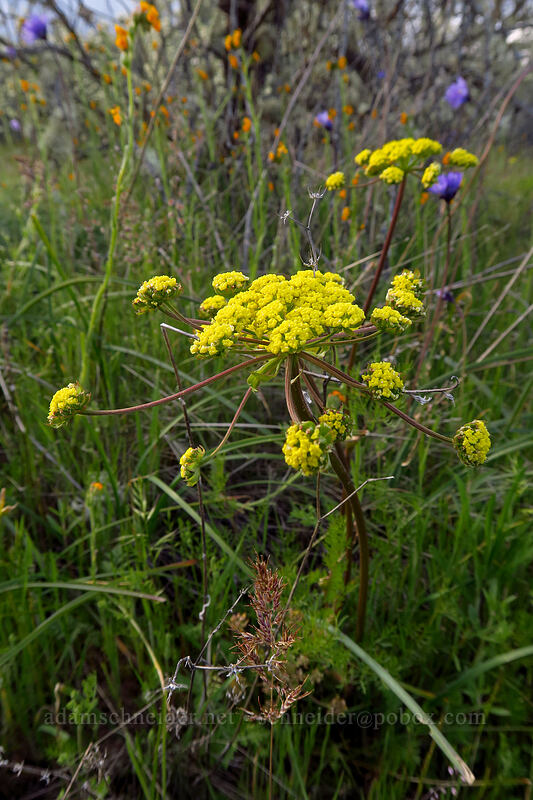 fine-leaved desert parsley (spring gold) (Lomatium utriculatum) [Lower Table Rock, Jackson County, Oregon]