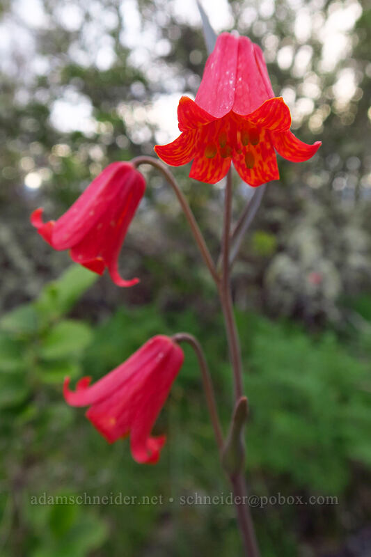 scarlet fritillary (red bells) (Fritillaria recurva) [Lower Table Rock, Jackson County, Oregon]