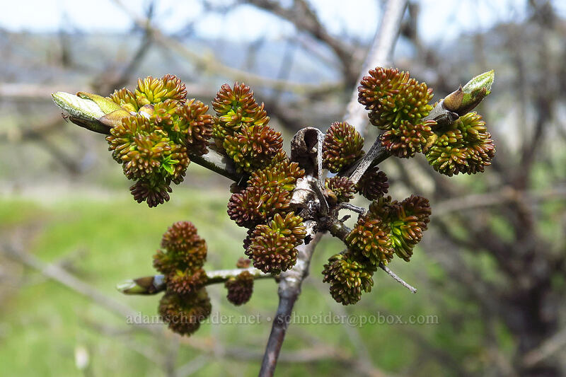 Oregon ash flowers (Fraxinus latifolia) [Rowena Plateau, Wasco County, Oregon]