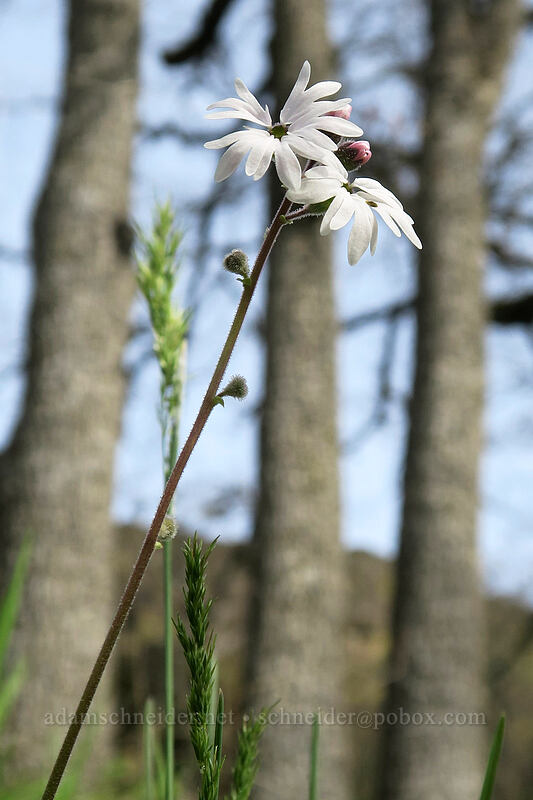 prairie star (Lithophragma parviflorum) [Rowena Dell, Wasco County, Oregon]