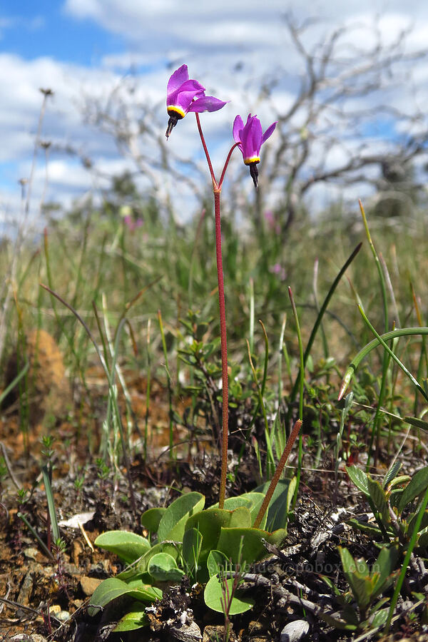 Henderson's shooting stars (Dodecatheon hendersonii (Primula hendersonii)) [Rough and Ready State Natural Site, Josephine County, Oregon]