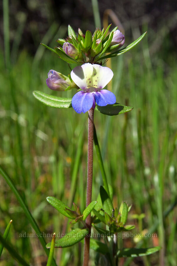 large-flowered blue-eyed-mary (Collinsia grandiflora) [Rough and Ready ACEC, Josephine County, Oregon]