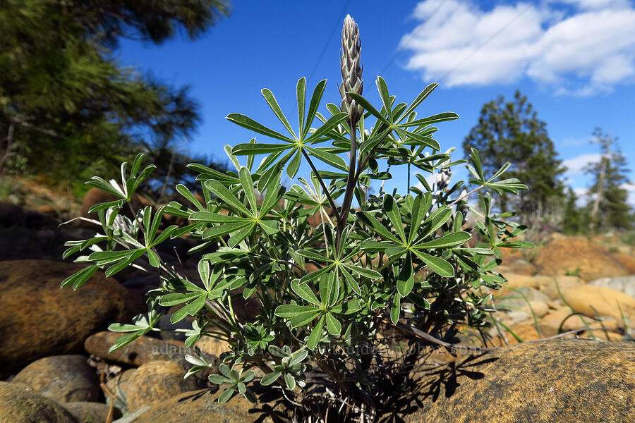 lupine (Lupinus sp.) [Rough and Ready ACEC, Josephine County, Oregon]