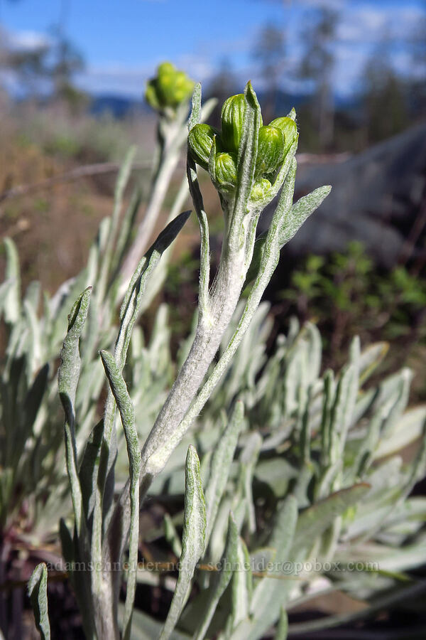 Siskyou ragwort, budding (Packera macounii (Senecio fastigatus)) [Rough and Ready ACEC, Josephine County, Oregon]