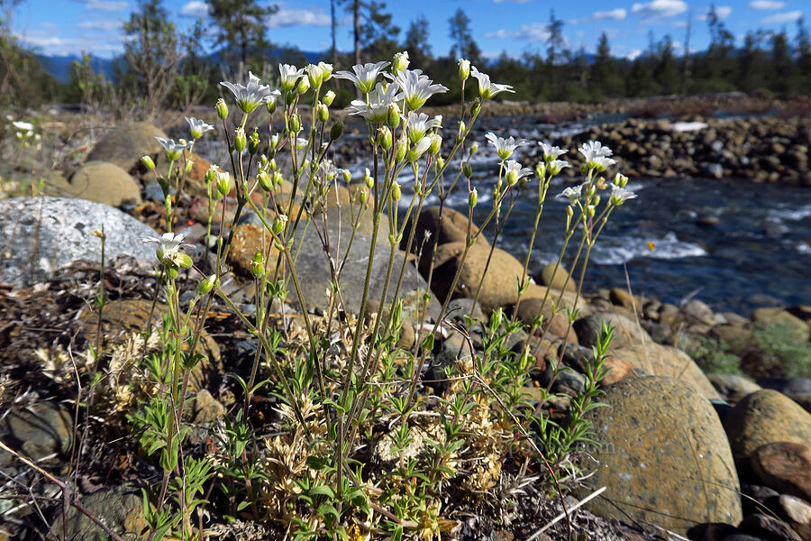 field chickweed (Cerastium arvense ssp. strictum) [Rough and Ready ACEC, Josephine County, Oregon]