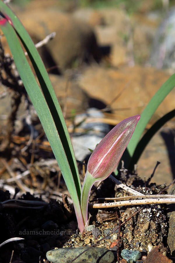 sickle-leaf onion (Allium falcifolium) [Rough and Ready ACEC, Josephine County, Oregon]