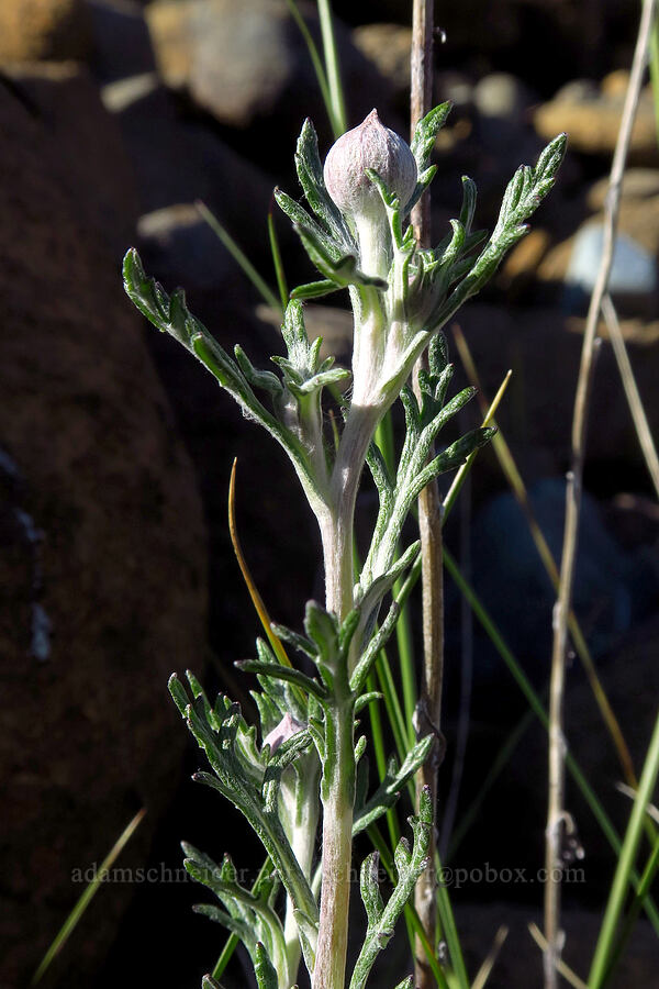 Oregon sunshine, budding (Eriophyllum lanatum var. achilleoides) [Rough and Ready ACEC, Josephine County, Oregon]