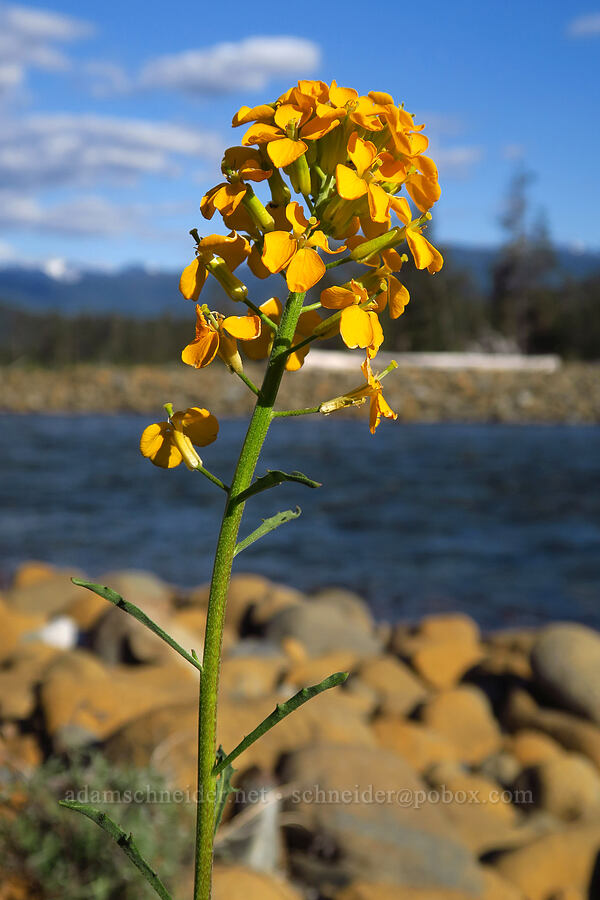 wallflower (Erysimum capitatum) [Rough and Ready ACEC, Josephine County, Oregon]