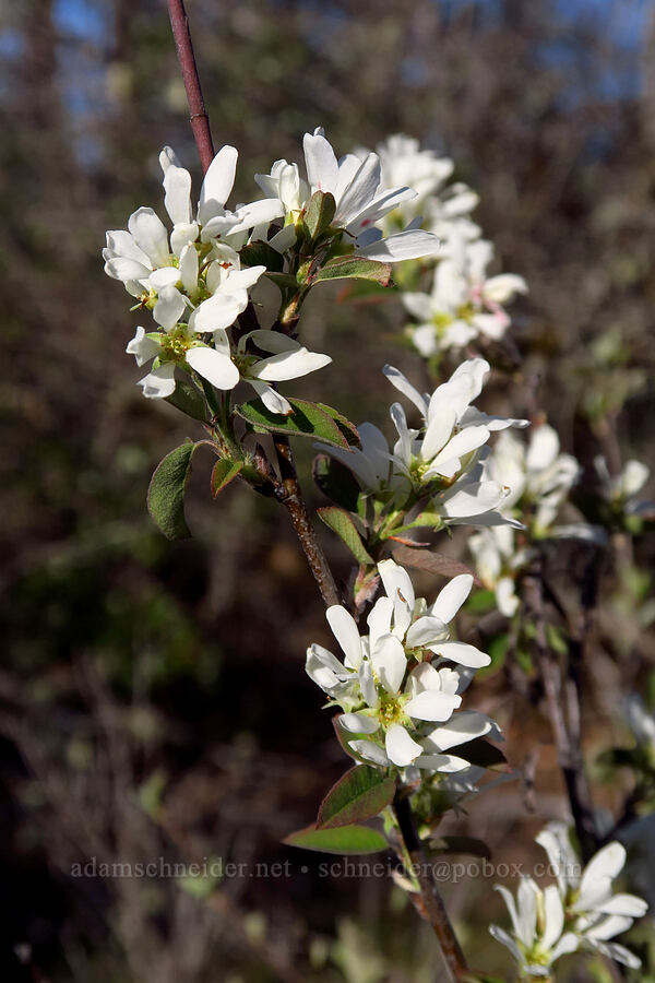 serviceberry flowers (Amelanchier alnifolia) [Rough and Ready State Natural Site, Josephine County, Oregon]