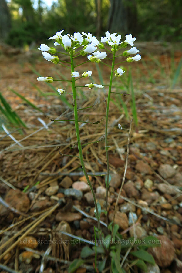 Siskiyou penny-cress (Noccaea fendleri ssp. siskiyouensis (Thlaspi montanum var. siskiyouense)) [Rough and Ready Preserve, Josephine County, Oregon]