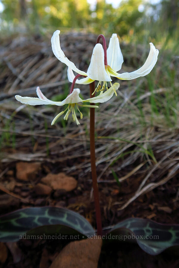 lemon fawn lilies (Erythronium citrinum) [Rough and Ready Preserve, Josephine County, Oregon]