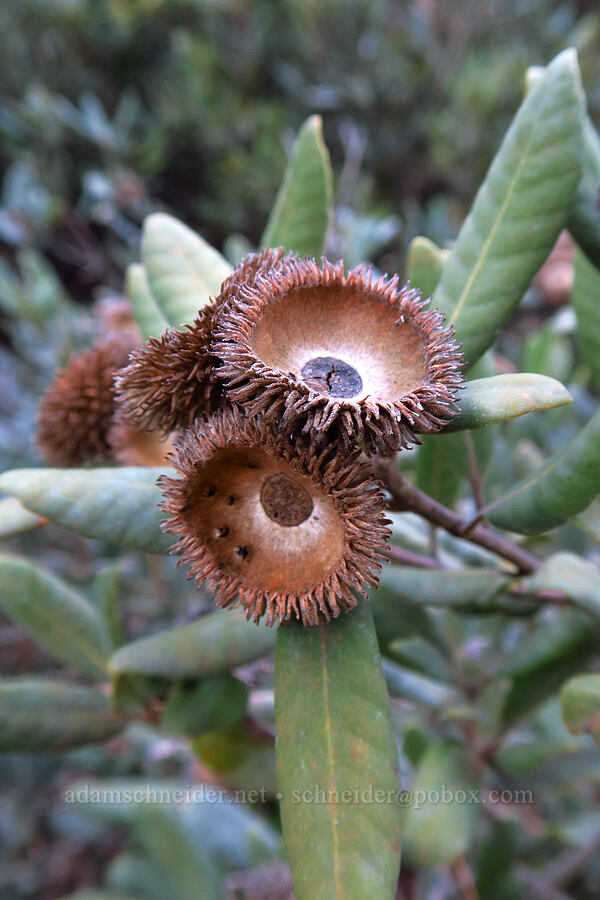 tan oak acorn caps (Notholithocarpus densiflorus (Lithocarpus densiflorus)) [Rough and Ready Preserve, Josephine County, Oregon]