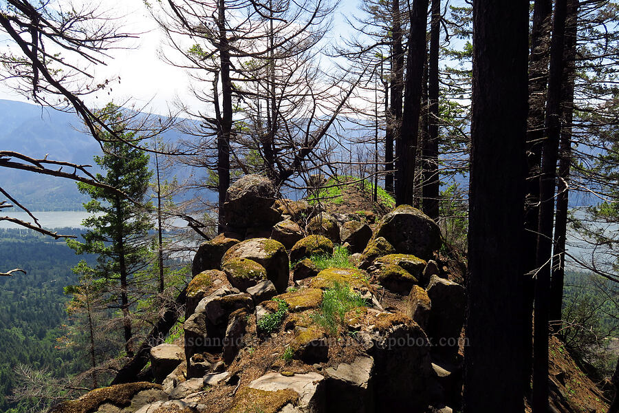 viewpoint [Archer Mountain, Gifford Pinchot National Forest, Skamania County, Washington]