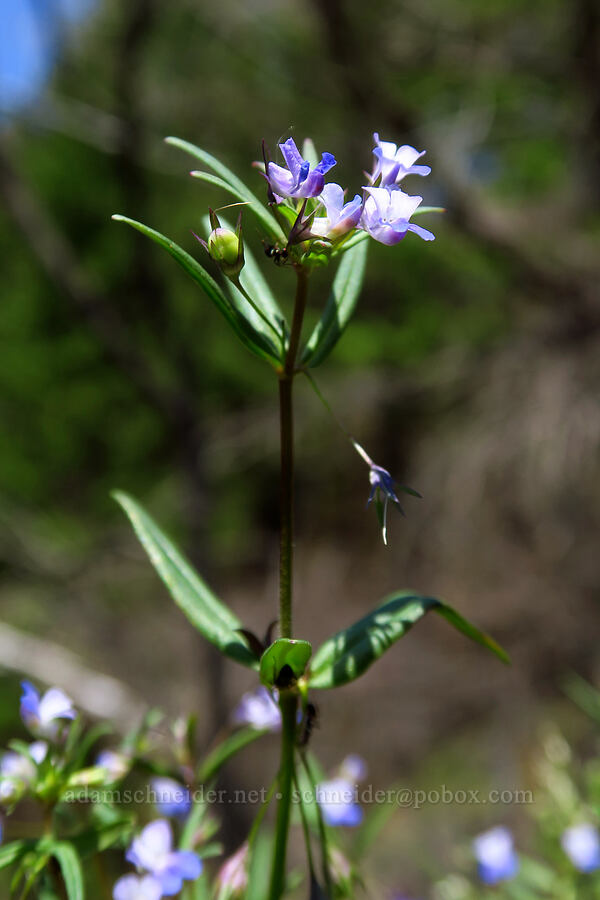 small-flowered blue-eyed-Mary (Collinsia parviflora) [Arrow Point, Gifford Pinchot National Forest, Skamania County, Washington]