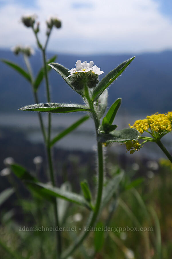 spreading stickseed (Hackelia diffusa) [Arrow Point, Gifford Pinchot National Forest, Skamania County, Washington]