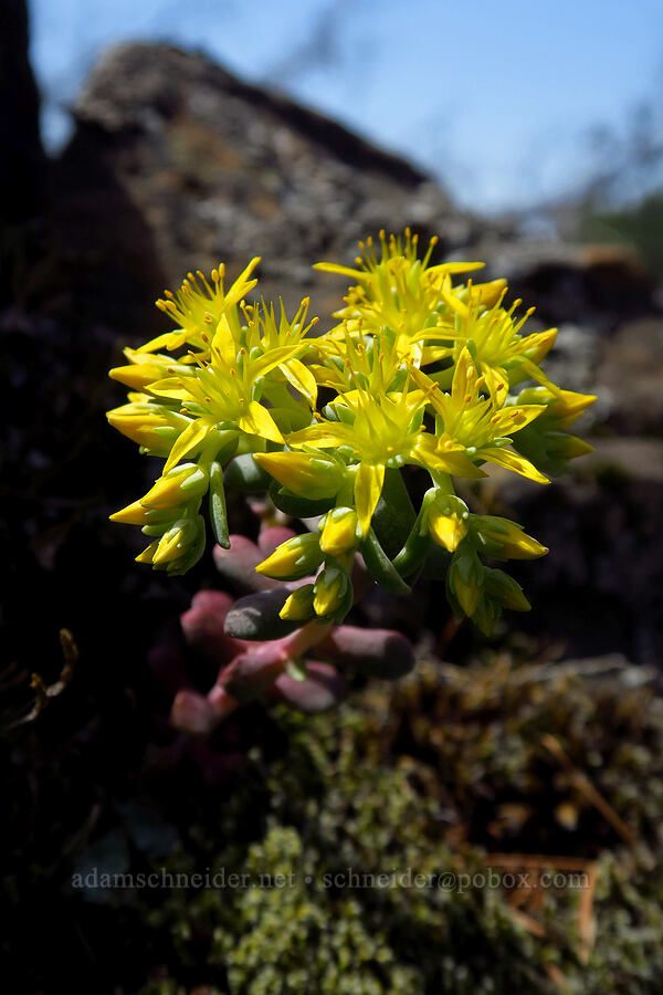 borad-leaf stonecrop (Sedum spathulifolium) [Arrow Point, Gifford Pinchot National Forest, Skamania County, Washington]