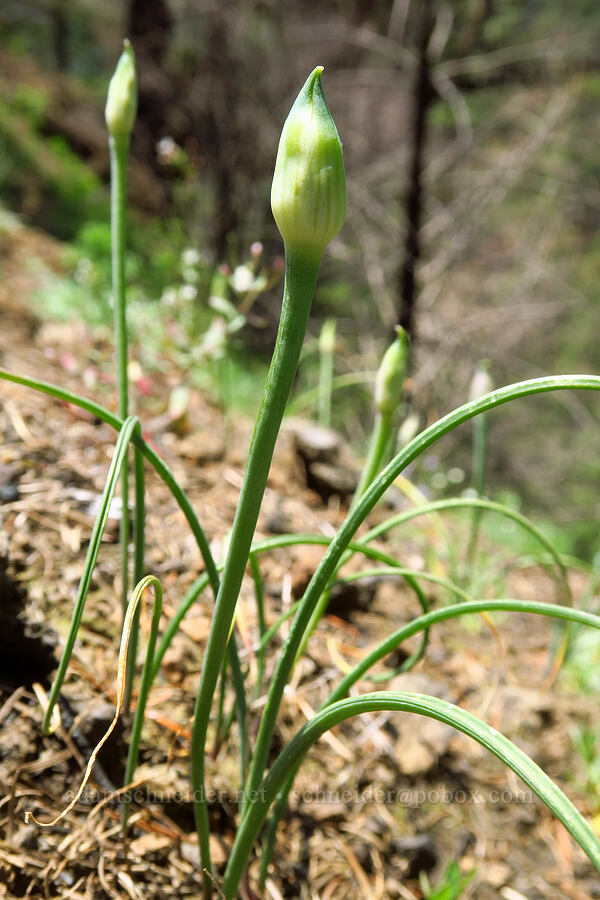 taper-tip onions, budding (Allium acuminatum) [Arrow Point, Gifford Pinchot National Forest, Skamania County, Washington]