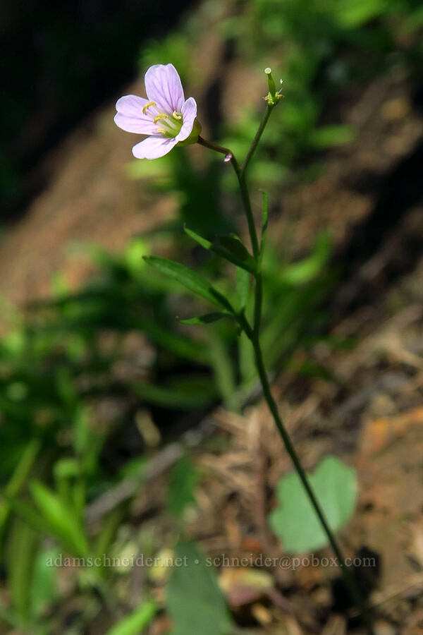 slender toothwort (Cardamine nuttallii) [Archer Mountain, Gifford Pinchot National Forest, Skamania County, Washington]