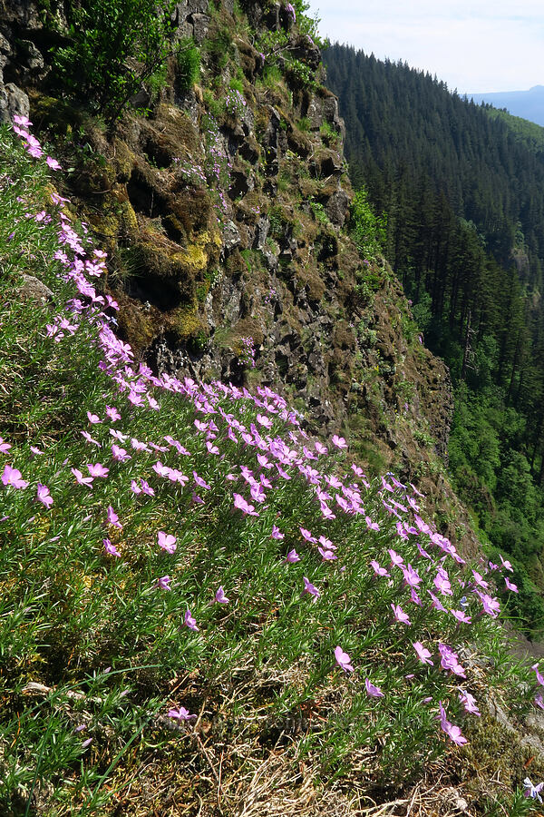 spreading phlox (Phlox diffusa) [Archer Mountain, Columbia Falls Natural Area Preserve, Skamania County, Washington]