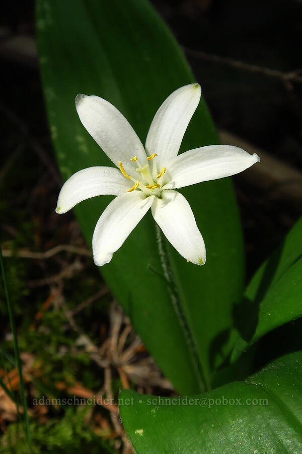 bead lily (Clintonia uniflora) [Archer Mountain, Columbia Falls Natural Area Preserve, Skamania County, Washington]