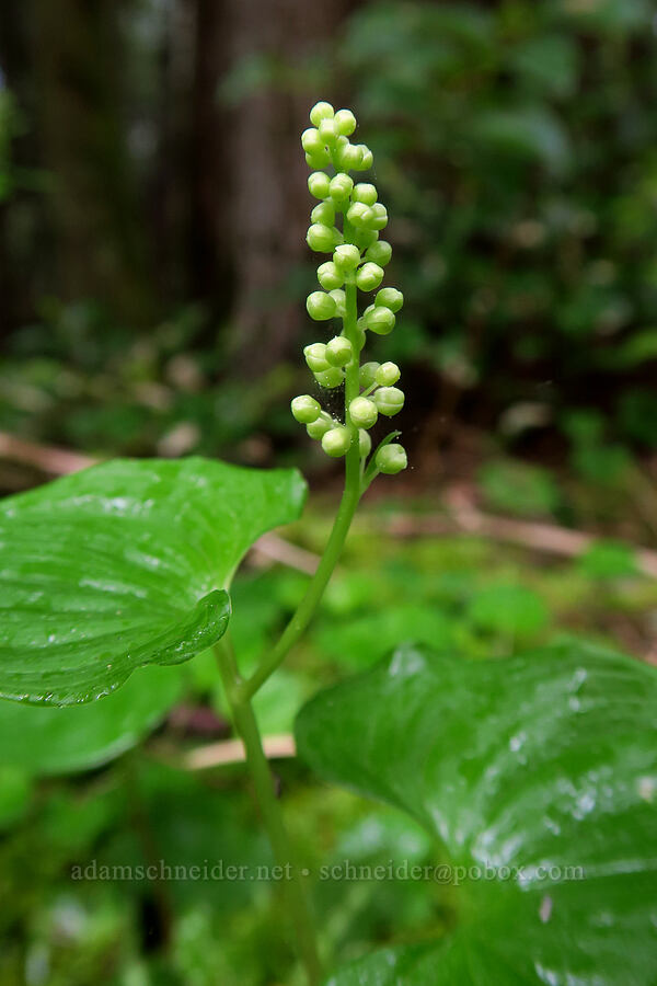 false lily-of-the-valley, budding (Maianthemum dilatatum) [Angora Peak Trailhead, Tillamook County, Oregon]
