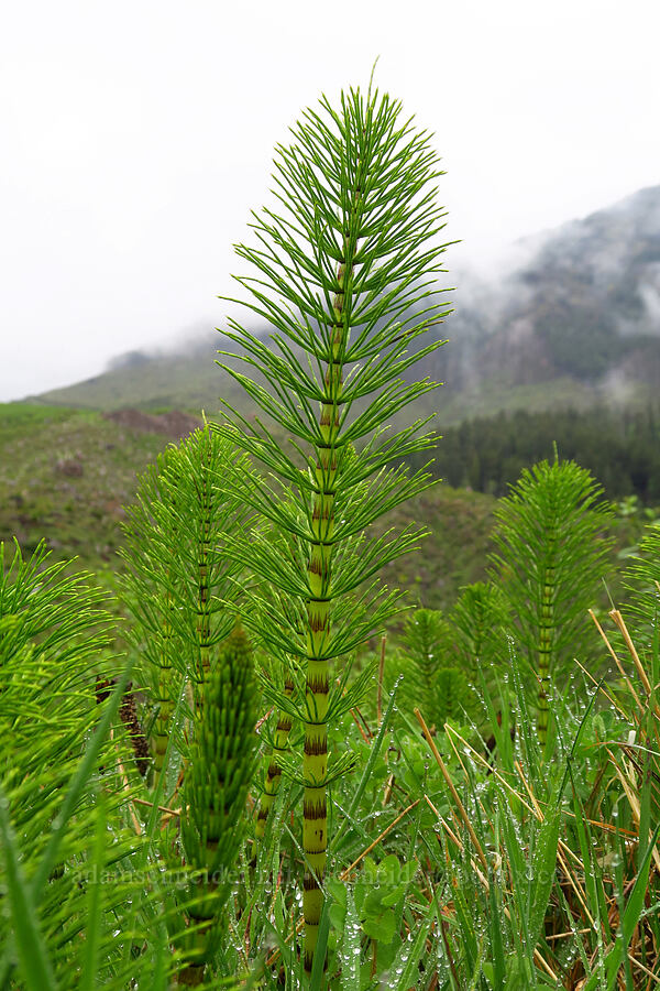 giant horsetails (Equisetum telmateia ssp. braunii) [Angora Peak logging roads, Clatsop County, Oregon]