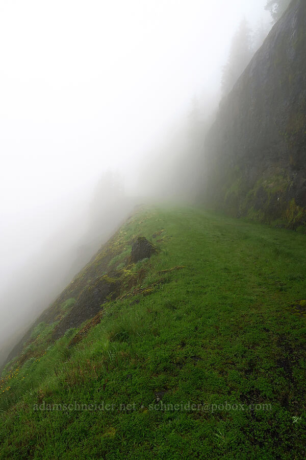 trail into the clouds [Arch Cape Mill Road, Clatsop County, Oregon]