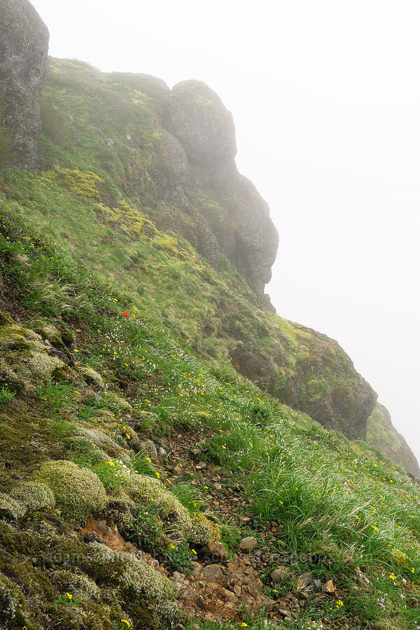 wildflowers & mist [Angora Peak summit, Clatsop County, Oregon]