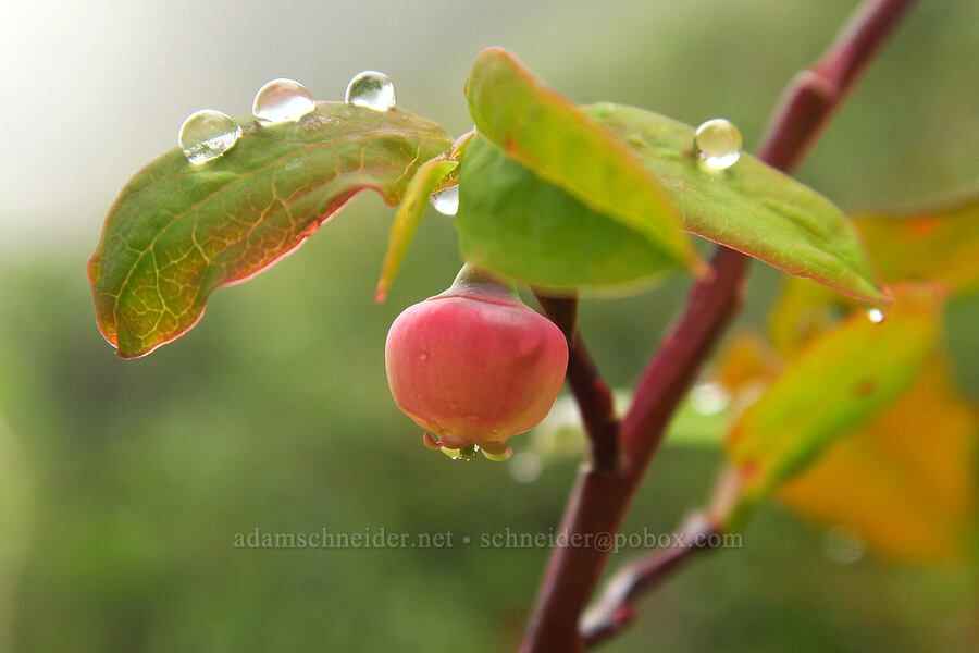 huckleberry flower (Vaccinium ovalifolium) [Angora Peak Trail, Clatsop County, Oregon]
