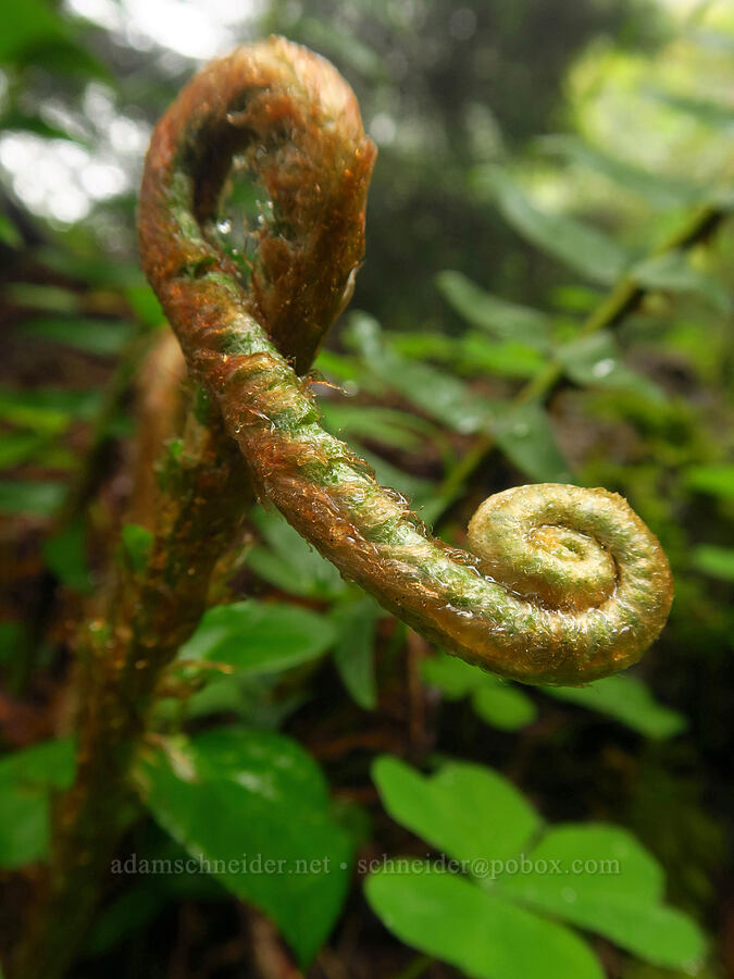 extra-fiddly fiddlehead (Polystichum munitum) [Angora Peak Trail, Clatsop County, Oregon]