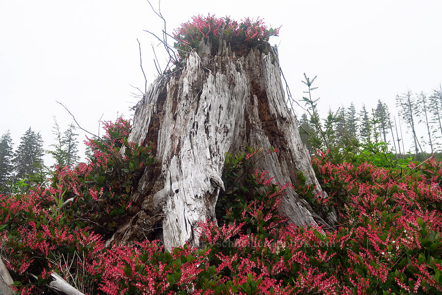 salal-covered stump (Gaultheria shallon) [Angora Peak Trail, Tillamook County, Oregon]