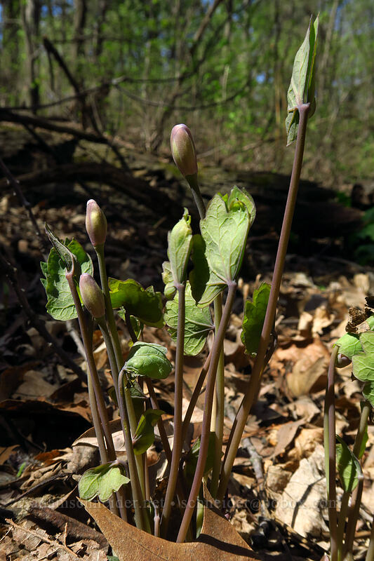 twinleaf (rheumatism-root) (Jeffersonia diphylla) [Eloise Butler Wildflower Garden, Minneapolis, Hennepin County, Minnesota]