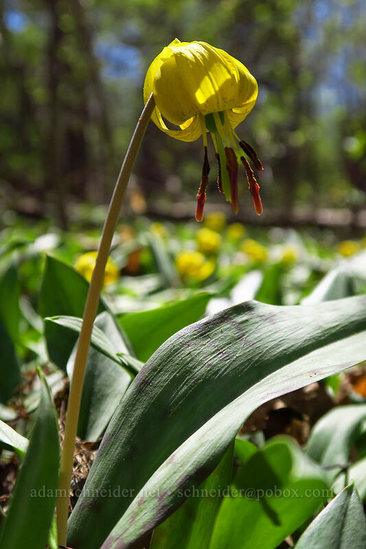 yellow trout lily (Erythronium americanum) [Eloise Butler Wildflower Garden, Minneapolis, Hennepin County, Minnesota]