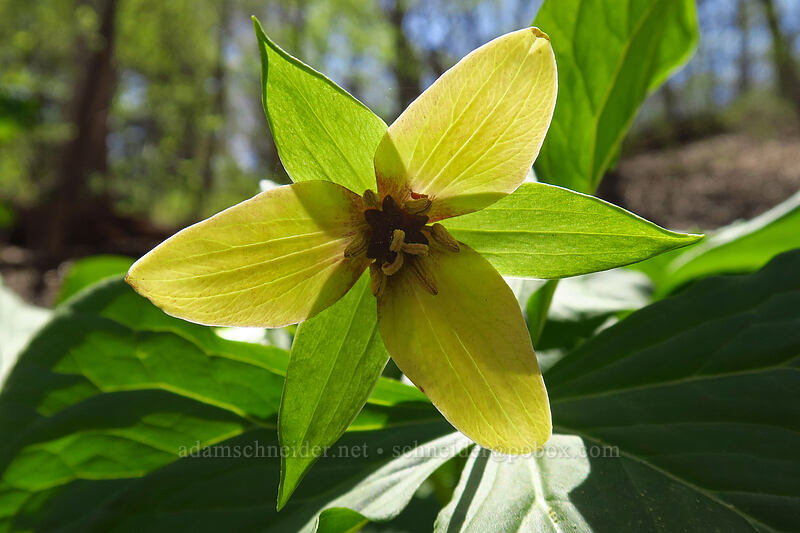 yellowish trillium (Trillium sp.) [Eloise Butler Wildflower Garden, Minneapolis, Hennepin County, Minnesota]