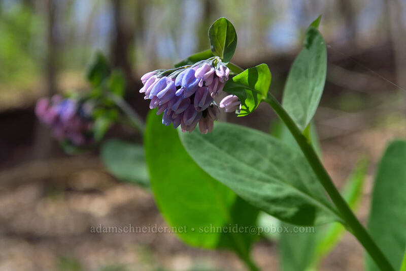 Virginia bluebells (Mertensia virginica) [Eloise Butler Wildflower Garden, Minneapolis, Hennepin County, Minnesota]