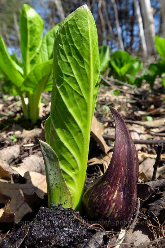 eastern skunk cabbage (Symplocarpus foetidus) [Eloise Butler Wildflower Garden, Minneapolis, Hennepin County, Minnesota]