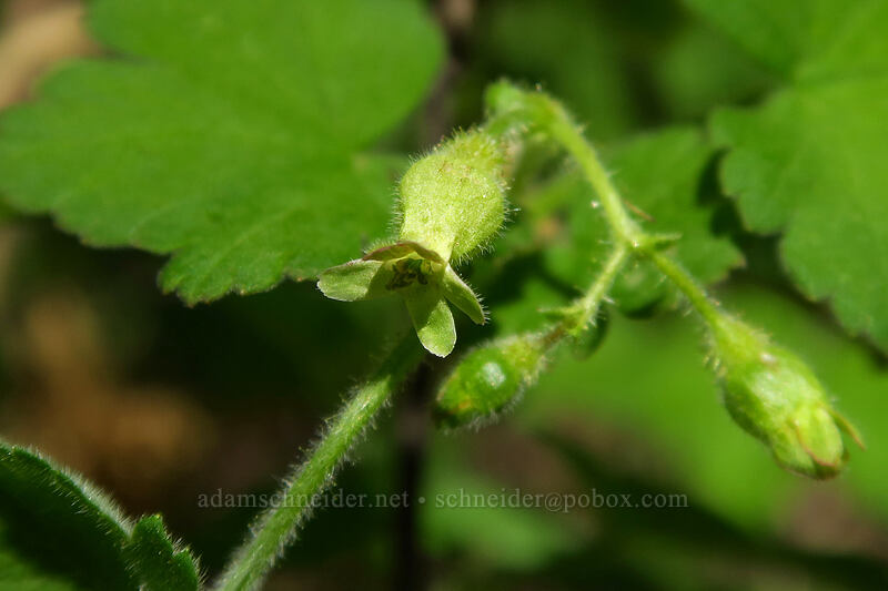 gooseberry (Ribes sp.) [Eloise Butler Wildflower Garden, Minneapolis, Hennepin County, Minnesota]
